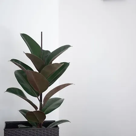 Apartment Radiant In Centre *